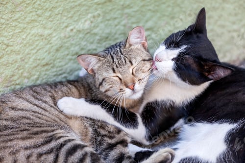 Preview: Stray kittens cuddling on a street in Porto, Portugal