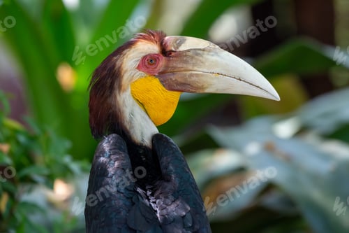 Preview: Close up of a male Rhyticeros undulatus bird, The wreathed hornbill