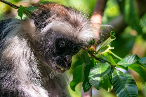 Preview: Zanzibar red colobus or Procolobus kirkii