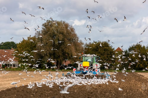 Preview: Big flock of hungry seagulls birds following modern tractor agricultural machine at farm field