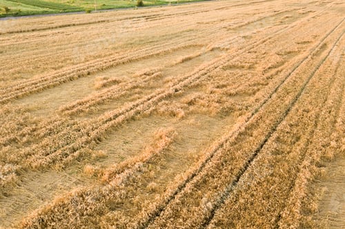 Preview: Aerial view of ripe farm field ready for harvesting