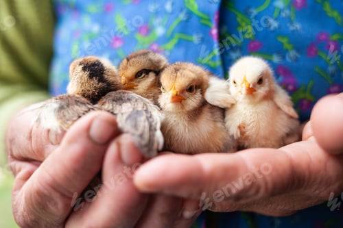 Preview: Woman hold small cute newborn baby chickens hen in hands, warming up, farm birds