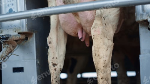 Preview: Farmer putting milking pump device on udder cow standing cowshed close up.
