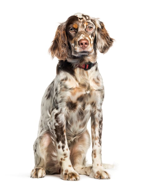 Preview: English Setter, 6 months old, sitting in front of white background