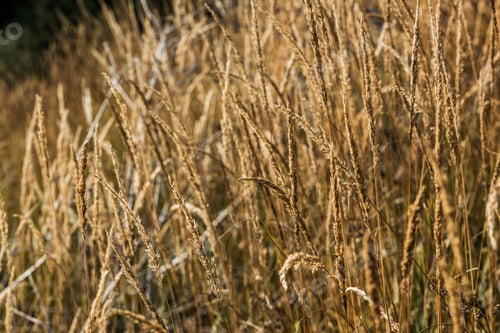 Preview: selective focus of yellow barley in golden meadow