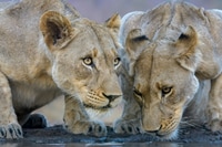 Preview: Closeup of female lions drinking water