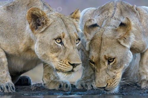 Preview: Closeup of female lions drinking water