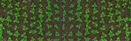 Preview: Tomato seedlings in a greenhouse. Selective focus.