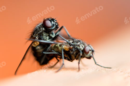 Preview: two flies enjoying some good sex