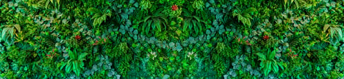 Preview: Herb wall, plant wall, natural green wallpaper and background. nature wall.