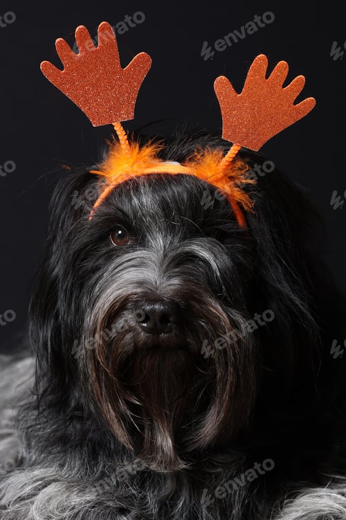 Preview: Schapendoes (Dutch Sheepdog) with orange hands on his head