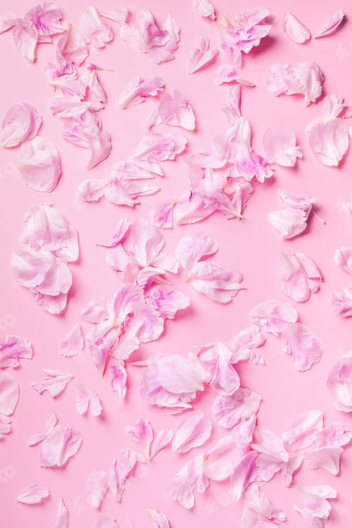 Preview: Pink background with peony petals. Top view. Floral print. Abstract blooming texture. Spring concept