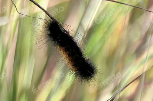 Preview: Fuzzy black and orange caterpillar on grass.