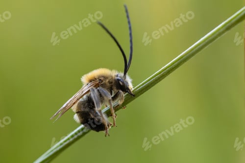 Preview: Closeup of a longhorn beee on a green stem