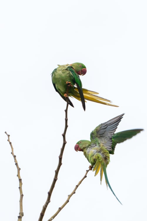 Preview: Pair of Alexandrine Parakeets perched and fluttering on bare branches