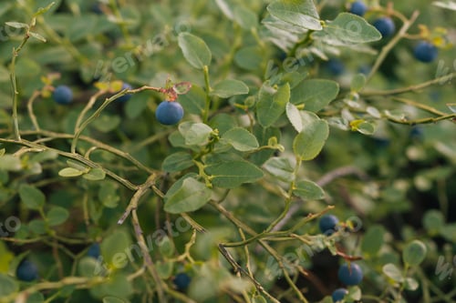 Preview: Wild blueberry in forest