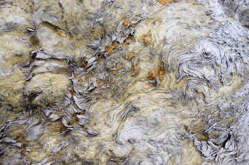 Preview: close-up texture of an old tree
