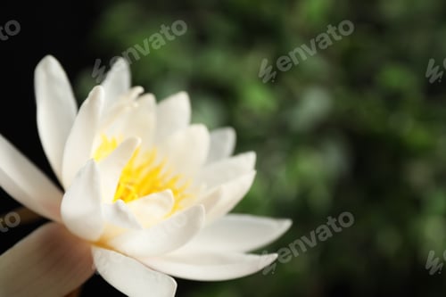 Preview: Beautiful white lotus flower on blurred green background, closeup. Space for text