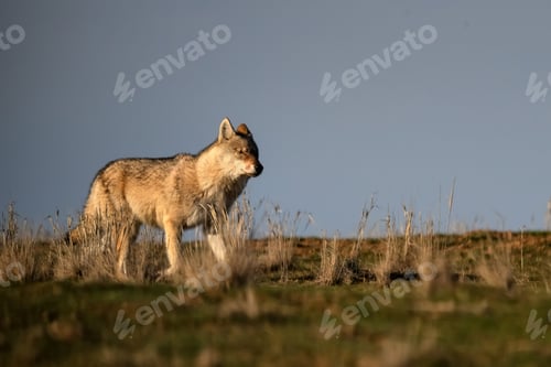 Preview: Eurasian wolf or Canis lupus lupus walks in steppe