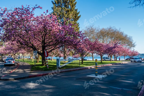 Preview: A View Of Cherry Trees In Full Bloom At Seward Park In Seattle, Washington.
