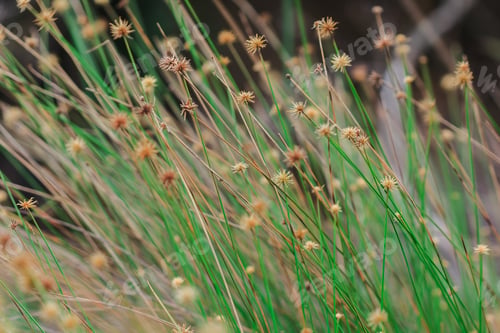 Preview: The pollen of the grass begins to dry.