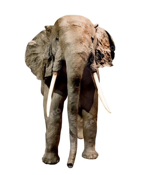 Majestic Elephant Posing on White Background