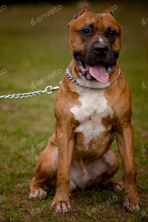 Preview: Autumn background with red Pit Bull Terrier