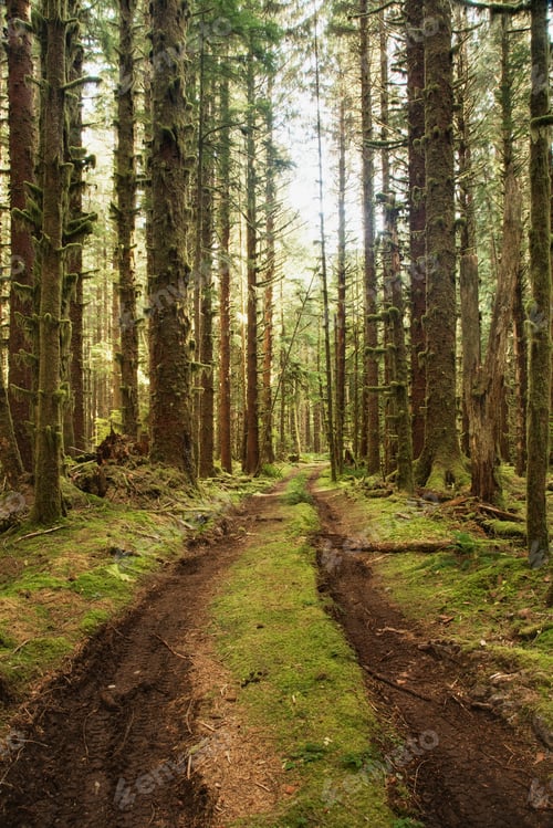 Preview: 45650,Dirt Road Through Forest