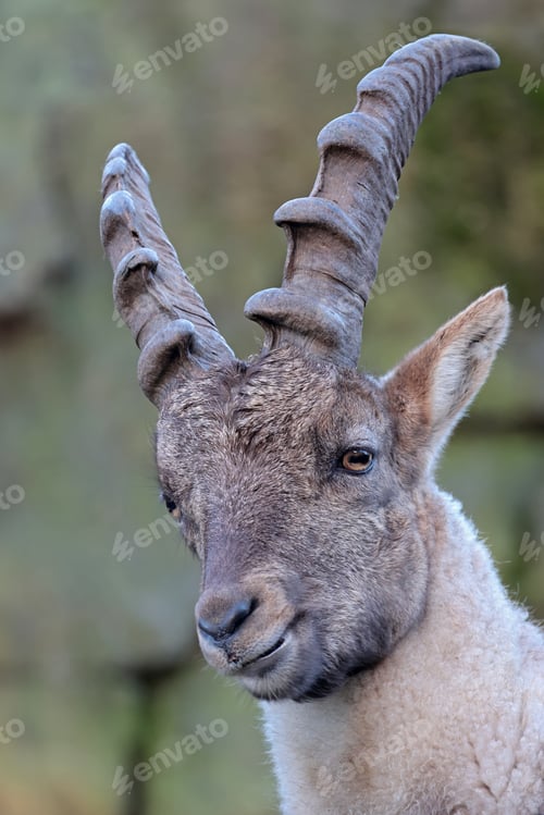 Preview: closeup shot of a capra ibex on blurred nature background