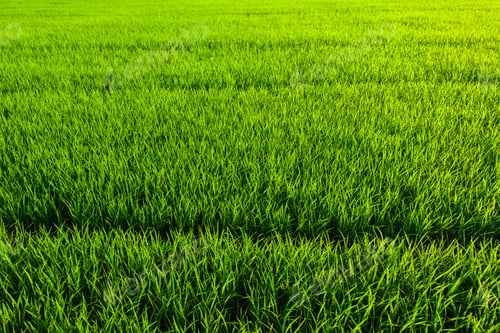 Preview: green grass texture background