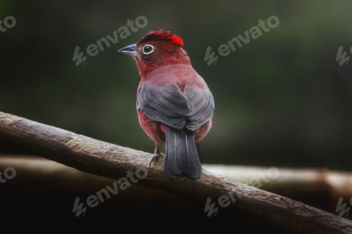 Preview: Red Pileated Finch bird (Coryphospingus cucullatus)