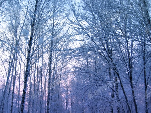 Preview: winter trees