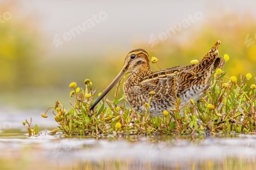 Preview: Common snipe wader bird in habitat background