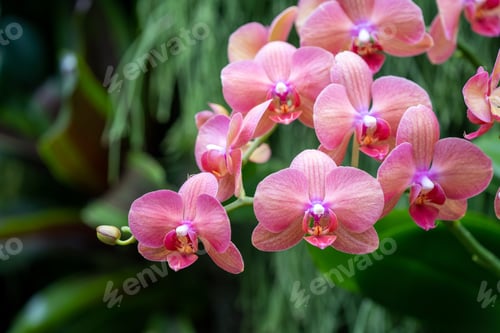 Preview: Beautiful orchids