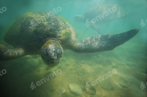 Preview: Turtle
