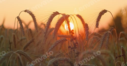 Preview: Wheat field close-up. Summer grass, plant silhouettes on the background of the big sun, sunset, dawn