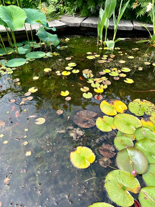 Preview: Lotus pond with water lily and leaves with Koi fish swimming in the pond in the garden.