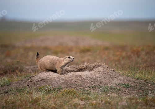 Preview: Adorable Russet ground squirrel on a mound