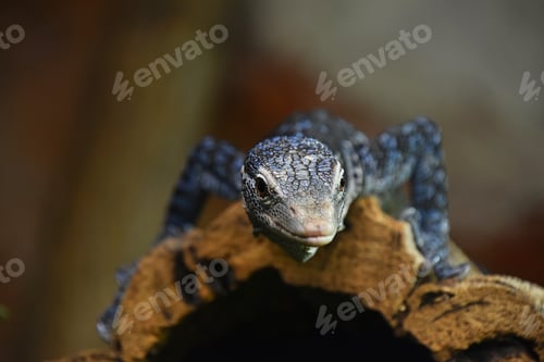 Preview: Close up portrait of blue spotted tree monitor
