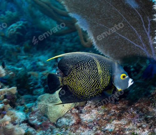 Preview: Picturesque underwater world, fish underwater photo