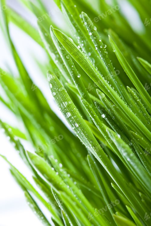 Preview: wet green grass