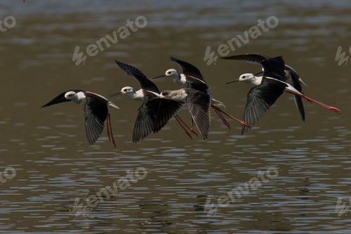 Preview: Flock of black-winged stilts flying above a tranquil lake.