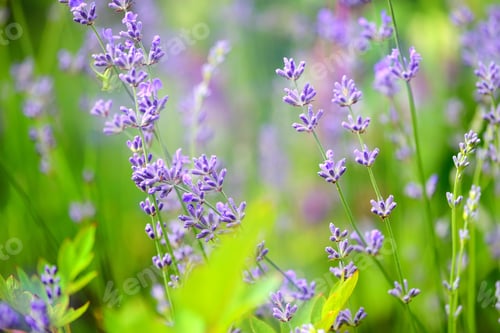 Preview: Lavender flower field, image for natural background, selective f