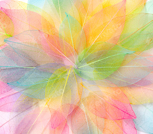 Preview: Colored leaves. Leave texture pattern. Macro leaves background texture. Floral Design. Leaves.