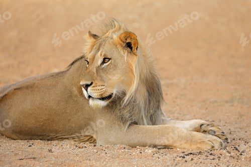 Preview: African lion - Kalahari desert