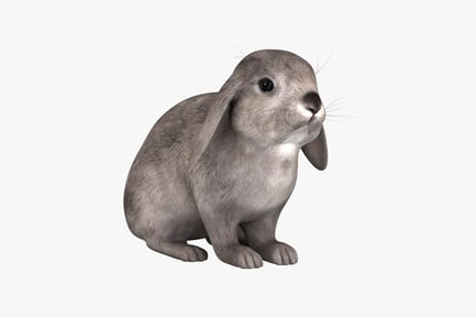 Preview: Grey rabbit in profile view