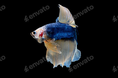 Preview: Colorful with main color of dark blue, white and yellow betta fish, Siamese fighting fish