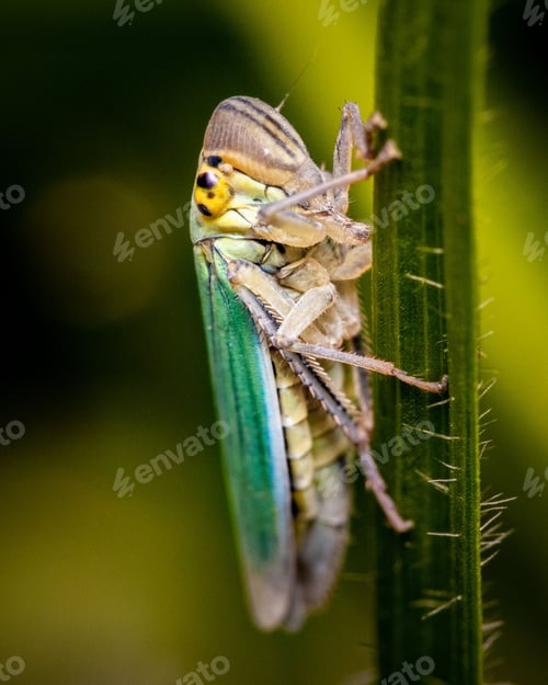 Preview: a bug is on a stalk with some green stems in front of it