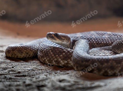 Preview: Closeup shot of a Red diamond rattlesnake in a terrarium