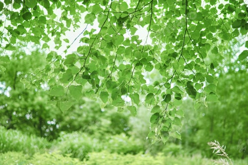 Preview: Green natural background with linden branches in the foreground. Park landscape in summer.